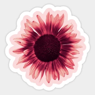 Pink Sunflower Sticker